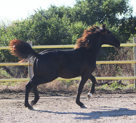 HorseID: 2305098 Xaden BEC - PhotoID: 1088355