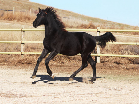 HorseID: 2305098 Xaden BEC - PhotoID: 1088356