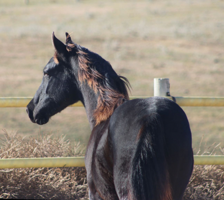 HorseID: 2305098 Xaden BEC - PhotoID: 1088357