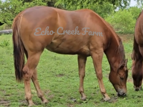 HorseID: 2305100 Two Eyed French Chic - PhotoID: 1088366