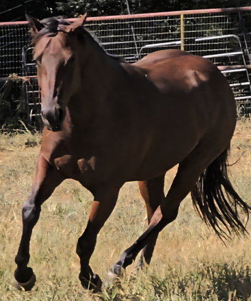 HorseID: 2305101 Belles Storm Cat - PhotoID: 1088364