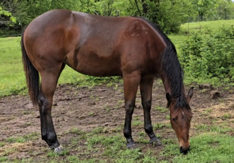 HorseID: 2305102 Brooks Poco Cat - PhotoID: 1088365