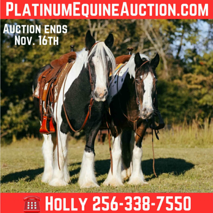 HorseID: 2305106 Thelma & Louise - PhotoID: 1088384