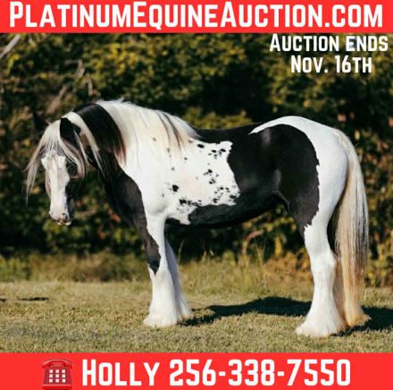 HorseID: 2305106 Thelma & Louise - PhotoID: 1088385