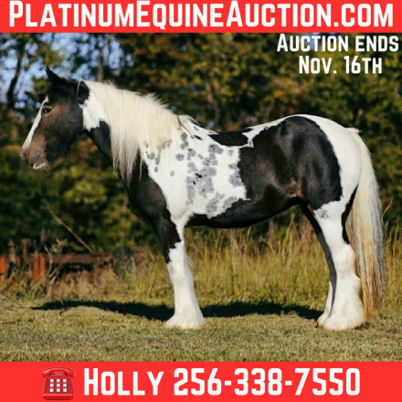 HorseID: 2305106 Thelma & Louise - PhotoID: 1088386