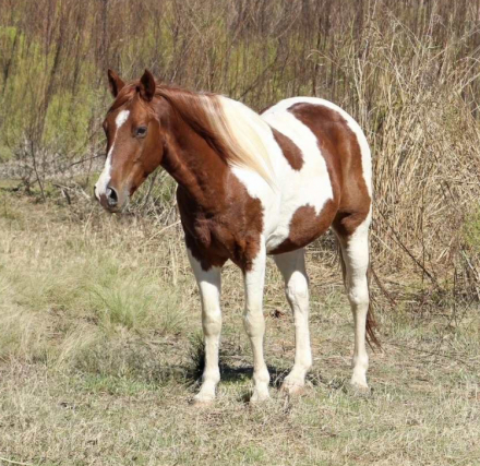 HorseID: 2305107 Boots MW - PhotoID: 1088377