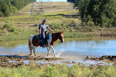 HorseID: 2305107 Boots MW - PhotoID: 1088378