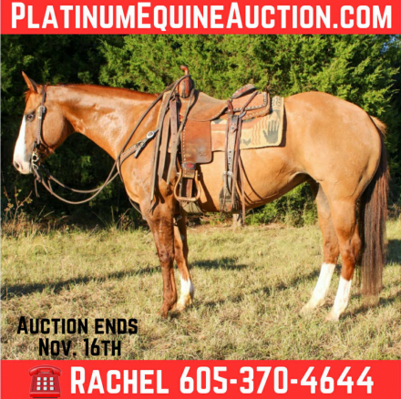 HorseID: 2305108 Henrietta TC - PhotoID: 1088380