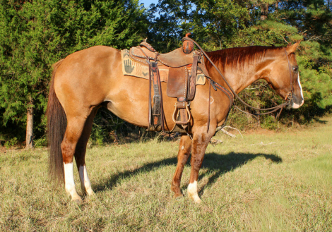 HorseID: 2305108 Henrietta TC - PhotoID: 1088381