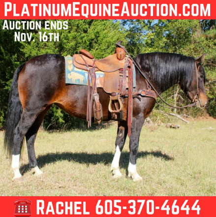 HorseID: 2305109 Milly TR - PhotoID: 1088372