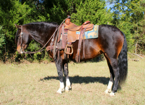 HorseID: 2305109 Milly TR - PhotoID: 1088373