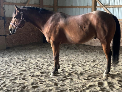 HorseID: 2305110 A hot bet - PhotoID: 1088387