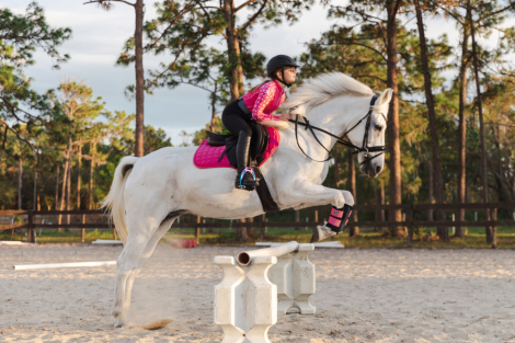 HorseID: 2305113 Misty the Glorious - PhotoID: 1088347