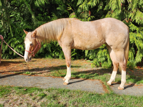 HorseID: 2305115 I THINK I LUVAH - PhotoID: 1088393