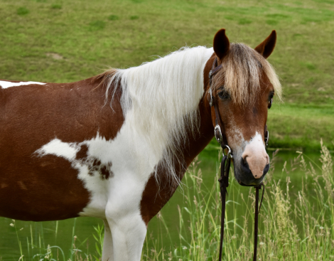 HorseID: 2305116 Barley - PhotoID: 1088389