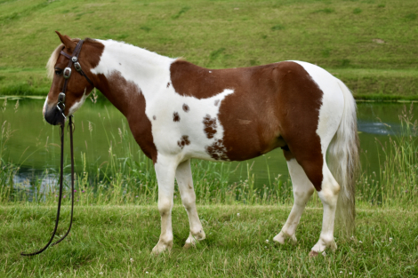 HorseID: 2305116 Barley - PhotoID: 1088392