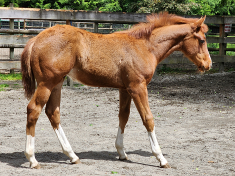 HorseID: 2305117 Exclusive InviteOnly - PhotoID: 1088397