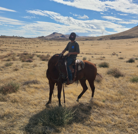 HorseID: 2305118 Col Dual Flint - PhotoID: 1088394