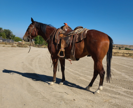 HorseID: 2305118 Col Dual Flint - PhotoID: 1088395