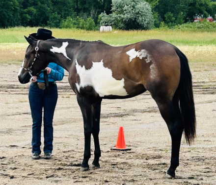 HorseID: 2305120 FABULOUS INVESTMENT - PhotoID: 1088398