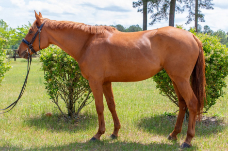 HorseID: 2305128 Palacio Malicia - PhotoID: 1088407