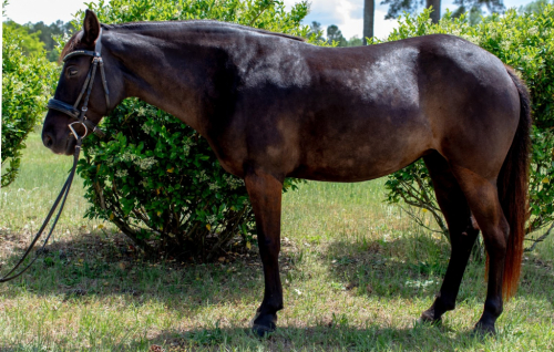 HorseID: 2305130 Black Pearl - PhotoID: 1088408