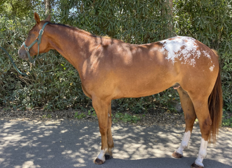 HorseID: 2305132 Joshua’s Mark - PhotoID: 1088716