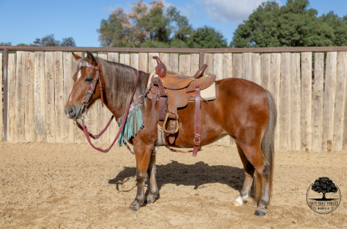 HorseID: 2305133 MAPLE SYRUP - PhotoID: 1088409