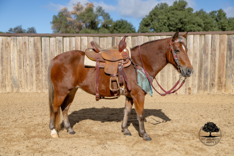 HorseID: 2305133 MAPLE SYRUP - PhotoID: 1088410