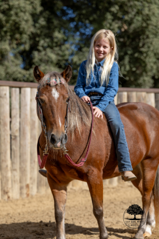 HorseID: 2305133 MAPLE SYRUP - PhotoID: 1088411