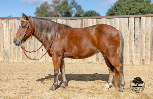 HorseID: 2305133 MAPLE SYRUP - PhotoID: 1088412