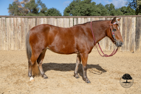 HorseID: 2305133 MAPLE SYRUP - PhotoID: 1088413