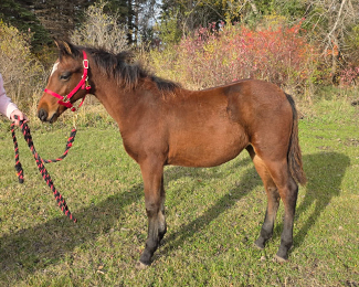 HorseID: 2305135 Prairie Hill CalamityJane - PhotoID: 1088649