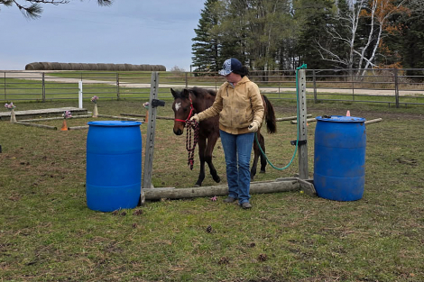 HorseID: 2305135 Prairie Hill CalamityJane - PhotoID: 1088651