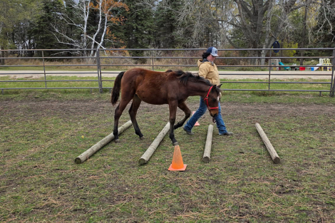 HorseID: 2305135 Prairie Hill CalamityJane - PhotoID: 1088652