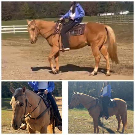 HorseID: 2305136 Diamond Dan - PhotoID: 1088416