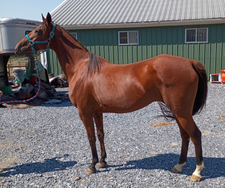 HorseID: 2305137 Aw So Beautiful - PhotoID: 1088415