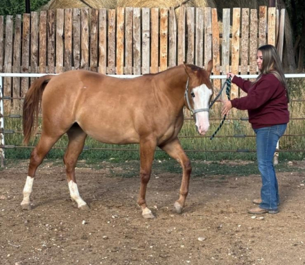 HorseID: 2305140 Dun Born To Boogie - PhotoID: 1088417