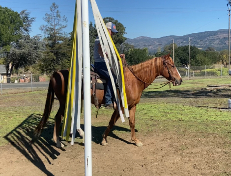 HorseID: 2305144 Sorrel Gelding - PhotoID: 1088418