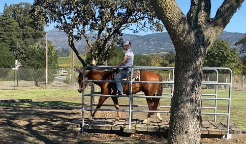 HorseID: 2305144 Sorrel Gelding - PhotoID: 1088419