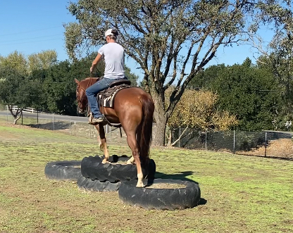 HorseID: 2305144 Sorrel Gelding - PhotoID: 1088420