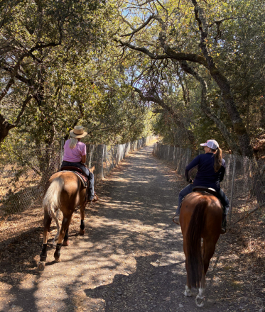 HorseID: 2305144 Sorrel Gelding - PhotoID: 1088421