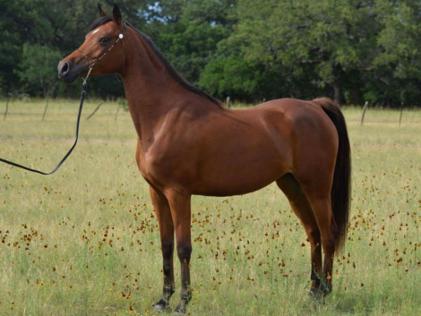 HorseID: 2305145 BELEIVE IN MAGIC - PhotoID: 1088428