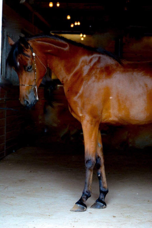 HorseID: 2305145 BELEIVE IN MAGIC - PhotoID: 1088429