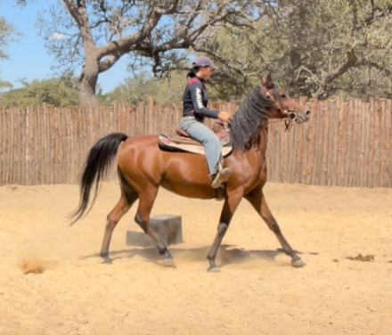 HorseID: 2305145 BELEIVE IN MAGIC - PhotoID: 1088450