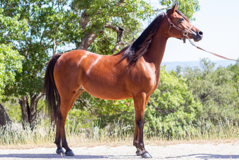 HorseID: 2305145 BELEIVE IN MAGIC - PhotoID: 1088427