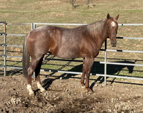 HorseID: 2305146 Metallic Princess DR - PhotoID: 1088430