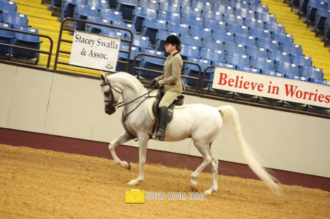 HorseID: 2305148 Harshad MA - PhotoID: 1088431