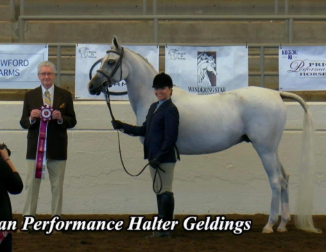 HorseID: 2305148 Harshad MA - PhotoID: 1088433