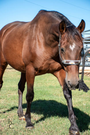 HorseID: 2305149 RHF Princessa - PhotoID: 1088435